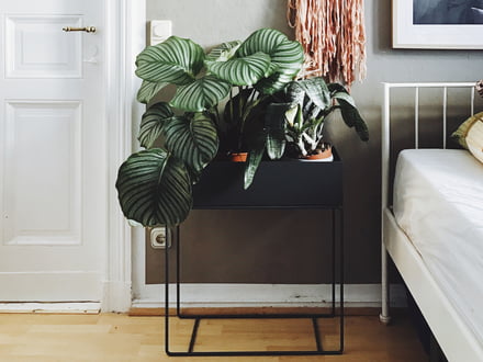 Pinterest Trend 2017: Indoor Pflanzen | connox.at Pinterest Trend 2017: Indoor Pflanzen | connox.at