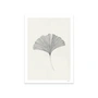 The Poster Club - Ginkgo Leaf von Ana Frois, 50 x 70 cm