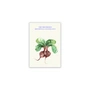 Paper Collective - The Beetroots Poster, A4