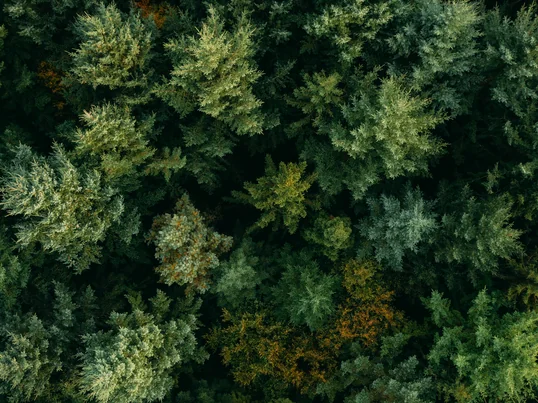 Tom Hegen Wald