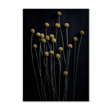 Paper Collective - Stillleben 01 (yellow drumstick), 50 x 70 cm
