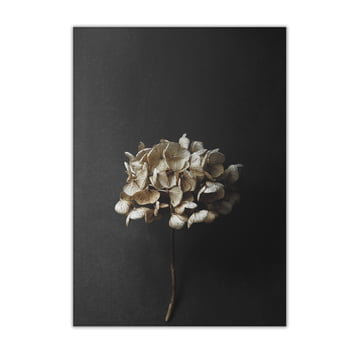 Paper Collective - Stillleben 04 (Hydrangea), 50 x 70 cm