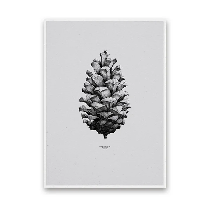 Poster Nature 1:1 Pine Cone von Paper Collective in Grey