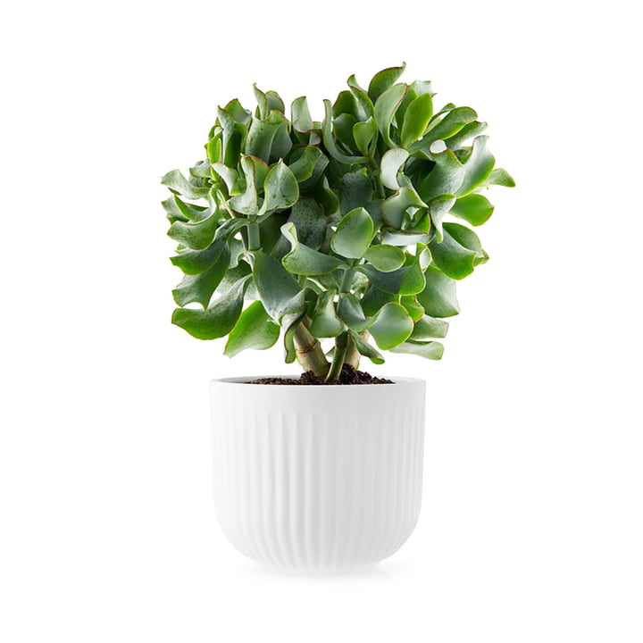 Legio Nova Übertopf Ø 15,5 cm von Eva Trio in weiß