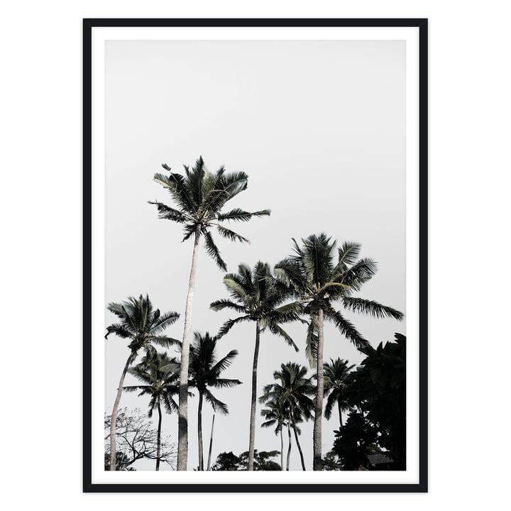 artvoll - Palm Tree III Poster mit Rahmen, schwarz