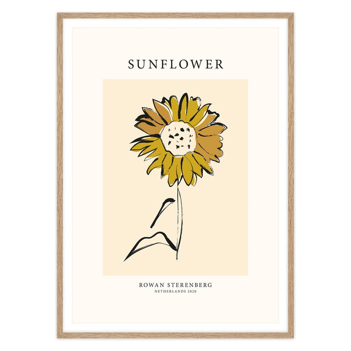 Das Mother Nature, Sunflower - Poster von artvoll mit Rahmen, Eiche
