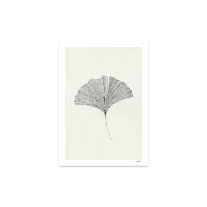 Ginkgo Leaf von Ana Frois, 30 x 40 cm von The Poster Club