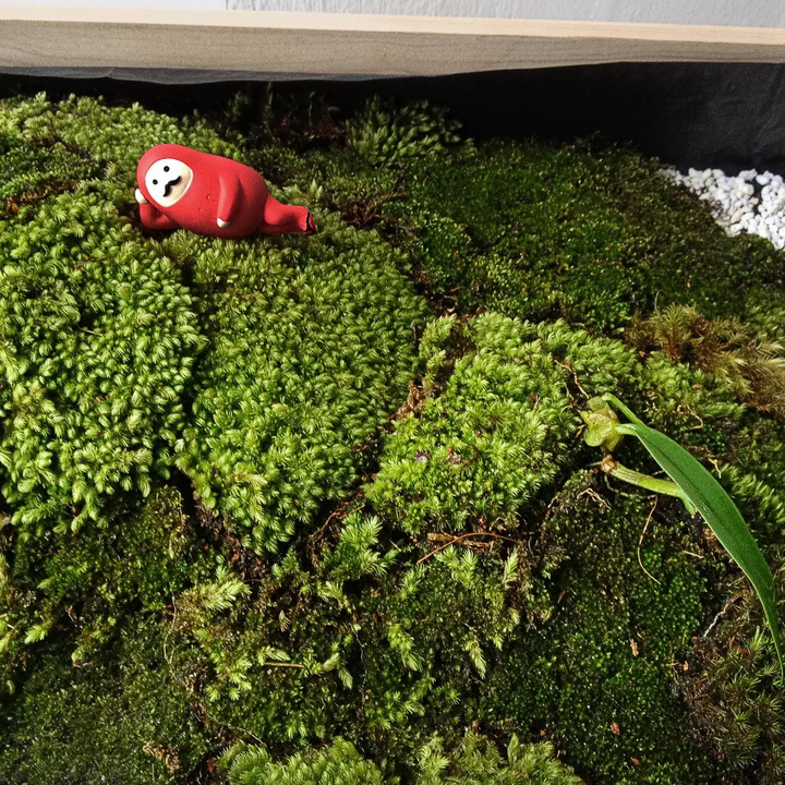 Das Greenhouse Terrarium von Design House Stockholm