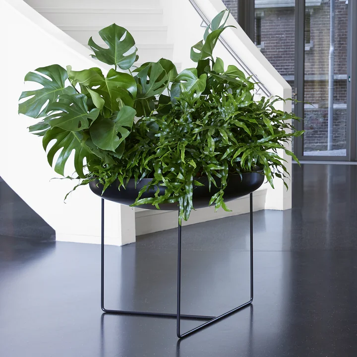 Konstantin Slawinski - Plantbowl, schwarz