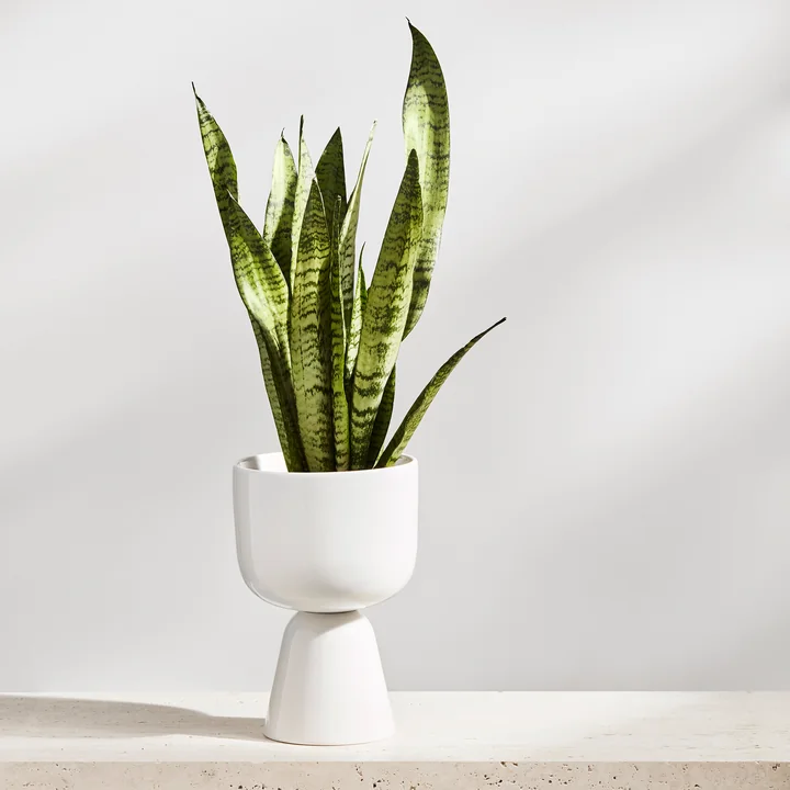 Nappula Blumentopf von Iittala