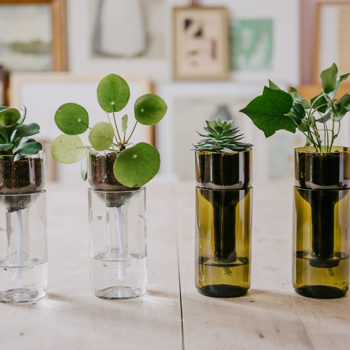 Die unterschiedlichen Self Watering Bottle Blumentöpfe von side by side mit kleinen Pflanzen