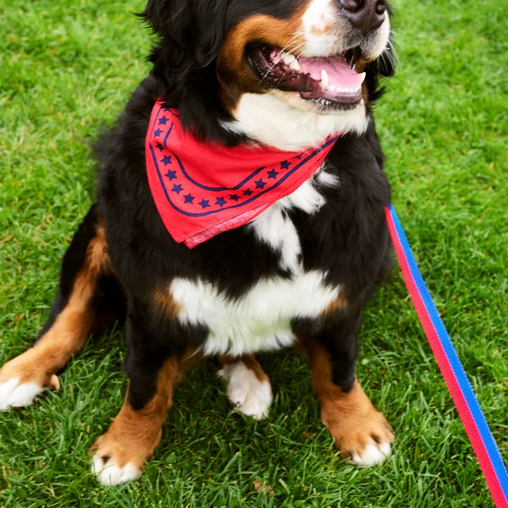 Dogs Hundetuch 55 x 55 cm, rot von HAY