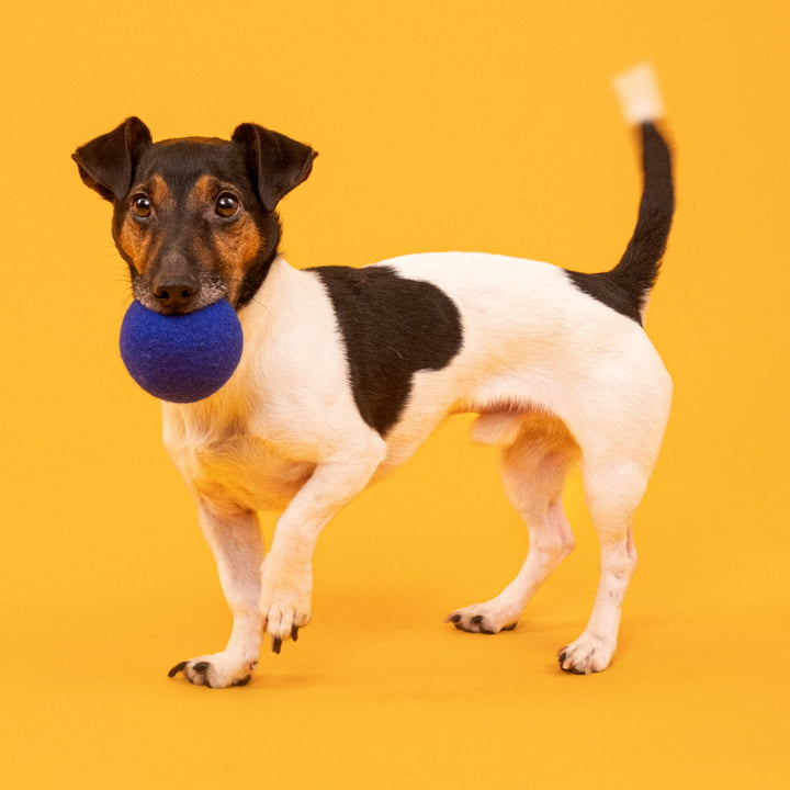 Fine & Isa Hundespielzeug, Ball Set, türkis / royalblau von myfelt