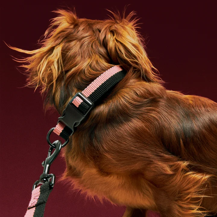HAY - Dogs Hundehalsband, S/M, rosa / schwarz