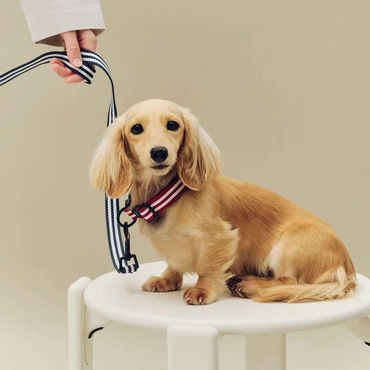 HAY - Dogs Hundeleine, S/M, blau / weiße Streifen