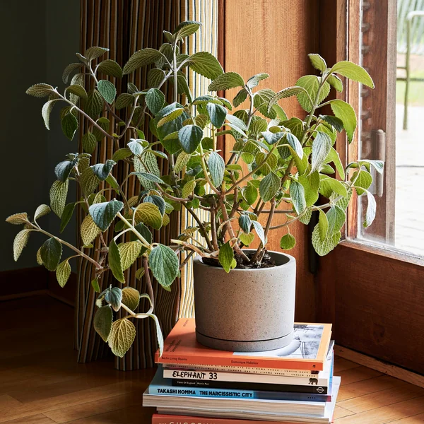 Blumentopf mit Untersetzer (zylindrisch) von HAY mit Pflanze