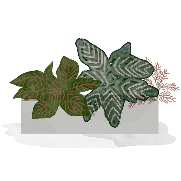 ferm Living - Plant Box small- hellgrau - Aquarell - Mosaikpflanze
